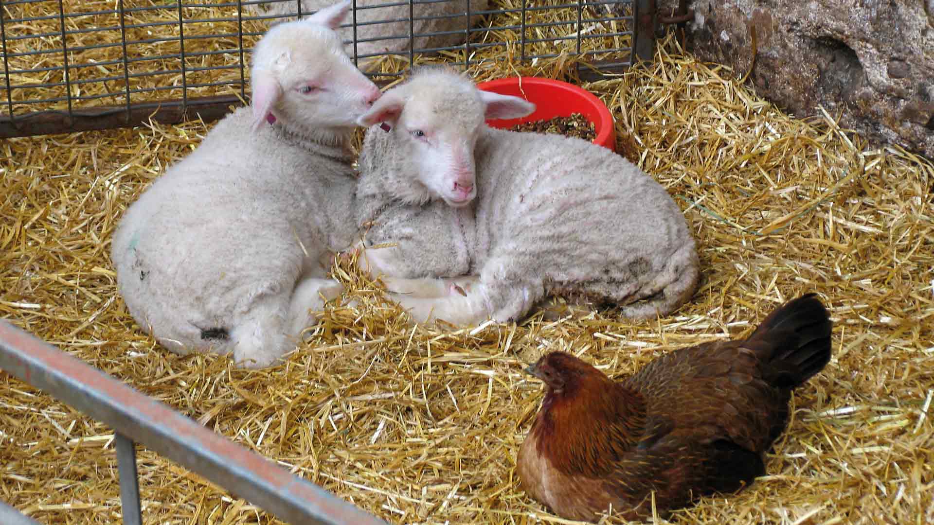xuits -Zwei Lämmer und ein braunes Huhn liegen gemeinsam auf Stroh vor einem Metallgitter.