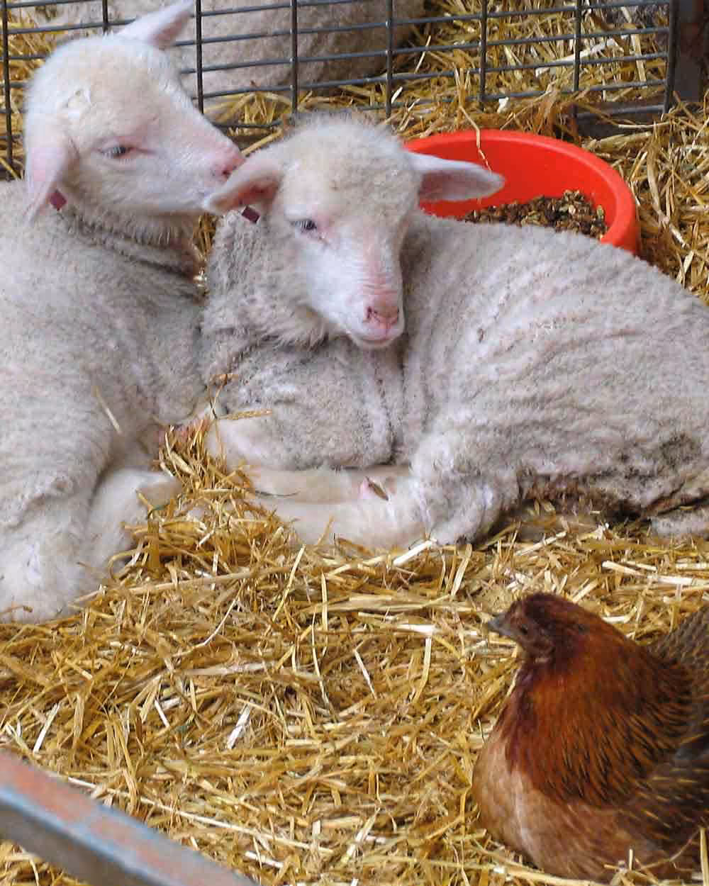 xuits-Zwei Lämmer liegen auf Stroh in einem Stall mit einem braunen Huhn und rotem Futterbehälter.
