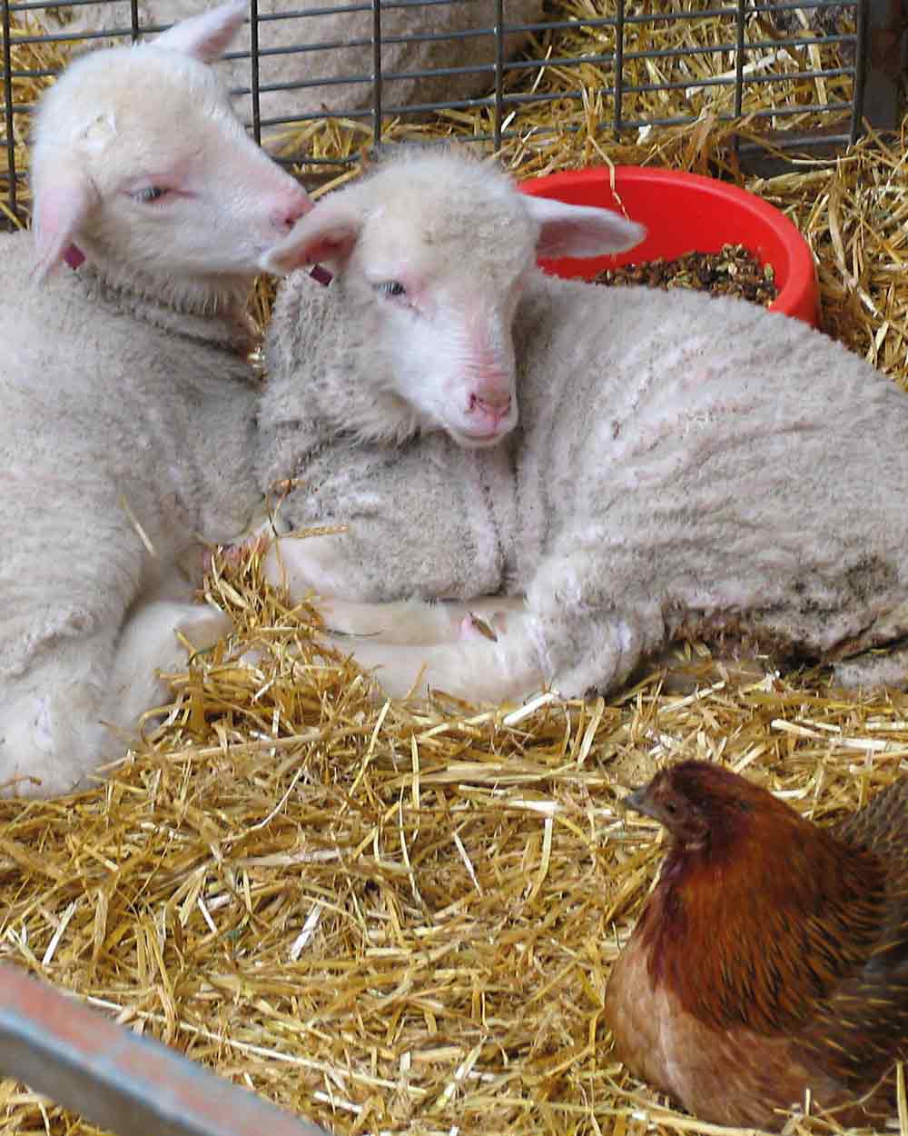 xuits-Zwei Lämmer liegen auf Stroh in einem Stall mit einem braunen Huhn und rotem Futterbehälter.
